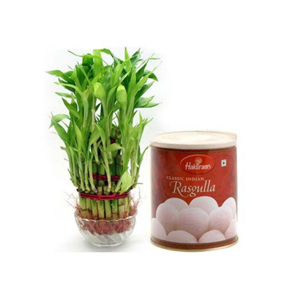 Lucky Bamboo With Rasgulla