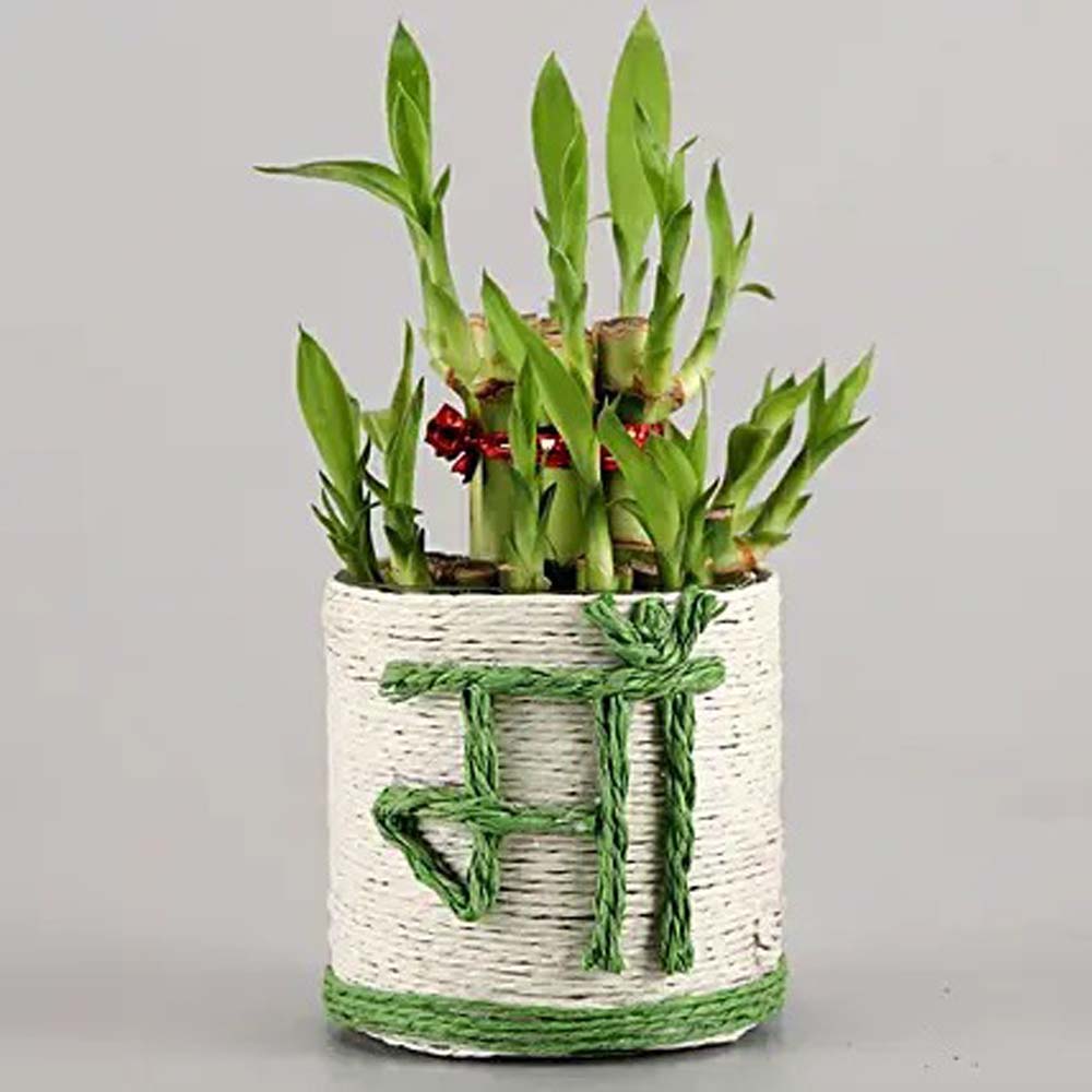 Lucky Bamboo Plant to Mom