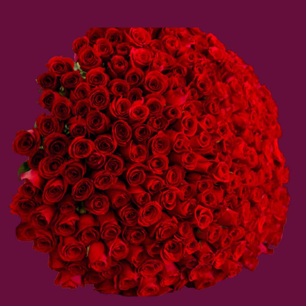 200pcs Roses with beautiful packing