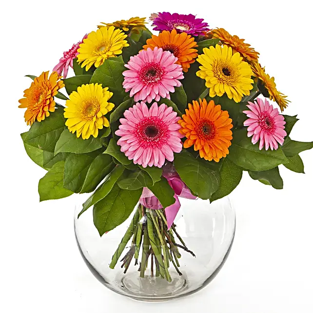 Gerberas Flowers in Vase